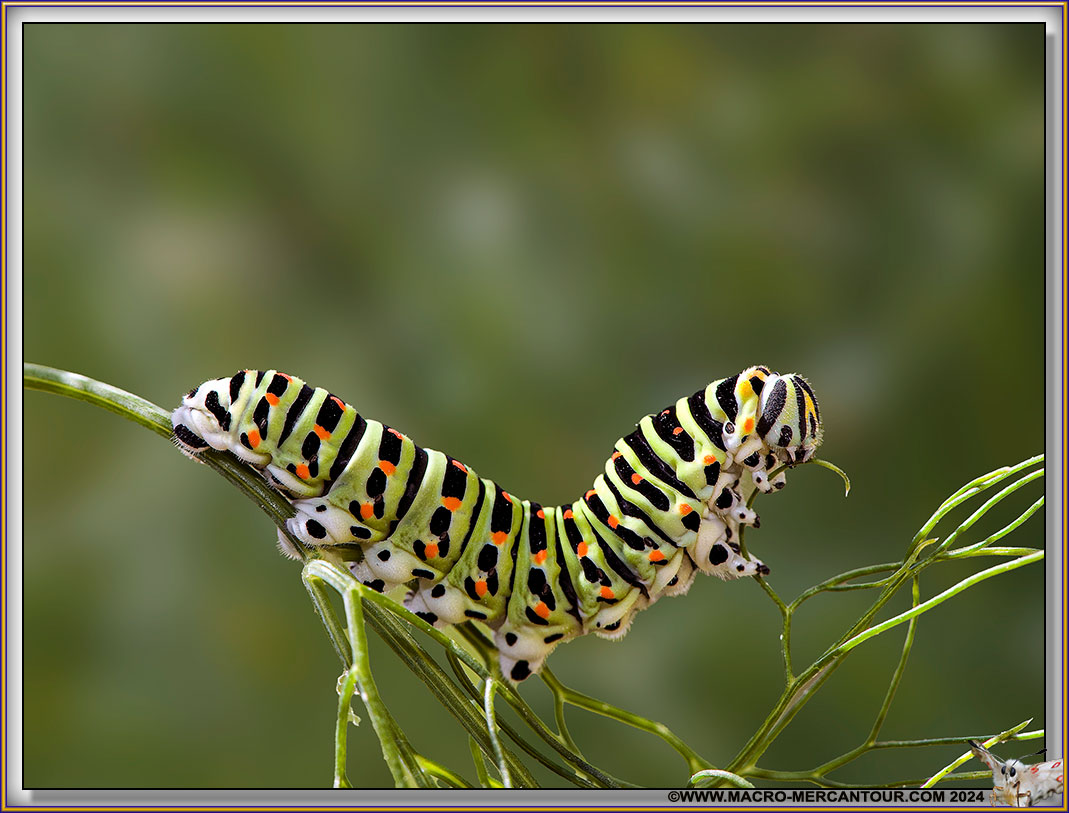 Chenille du Machaon